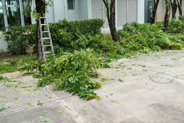 Best Organic Lawn Care Solutions  in Coal Fork, WV
