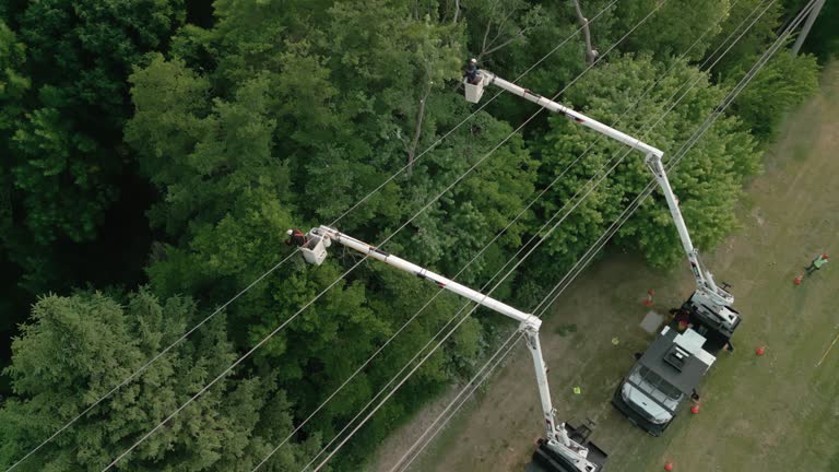 How Our Tree Care Process Works  in  Coal Fork, WV
