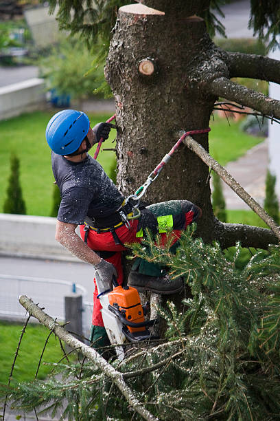 Best Pest Control for Lawns  in Coal Fork, WV