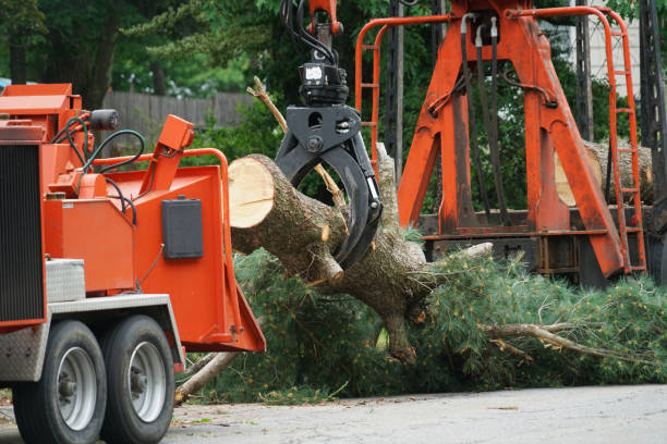 Best Lawn Disease Treatment  in Coal Fork, WV