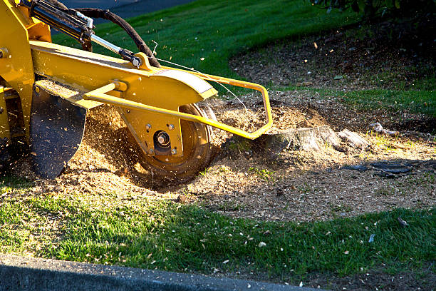 Best Root Management and Removal  in Coal Fork, WV
