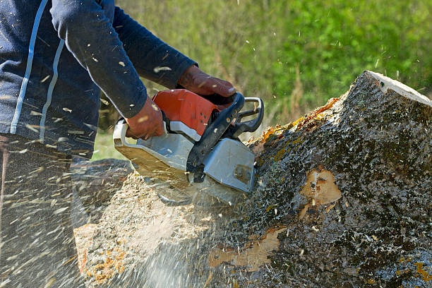 Lawn Watering Services in Coal Fork, WV
